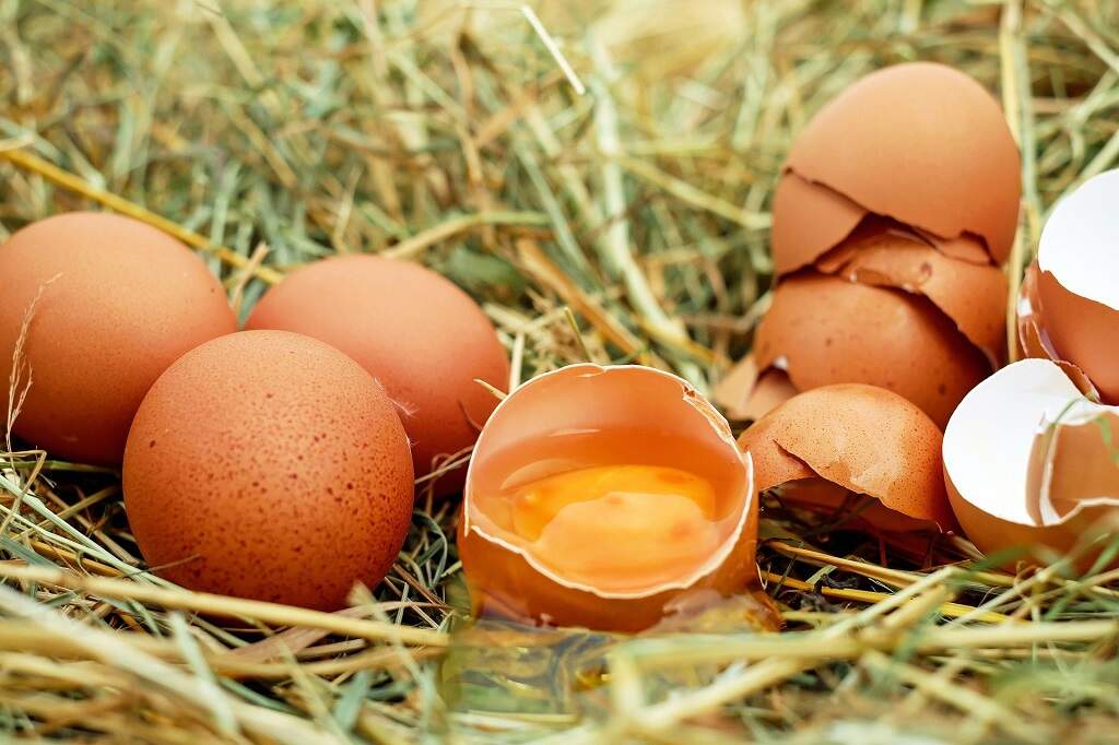 Dica de culinária: como saber se os ovos estão frescos?