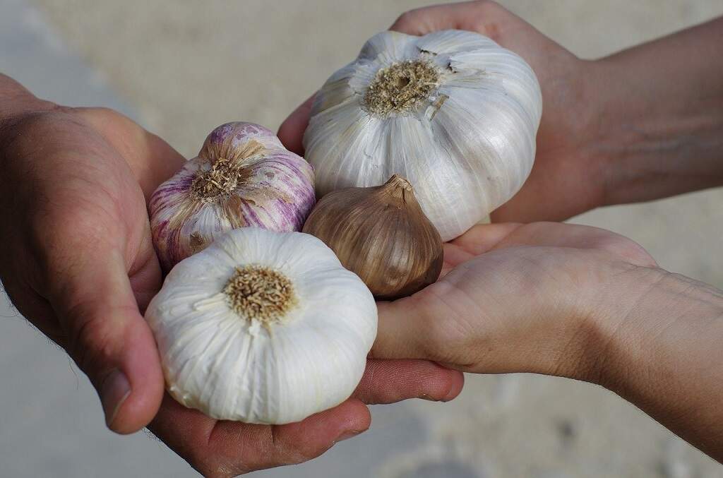 Saiba como usar o alho para dar sabor às suas receitas